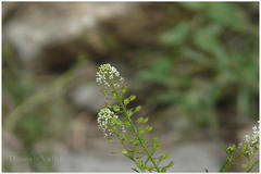 Lepidium sativum